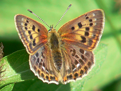20110702_virgaureae12