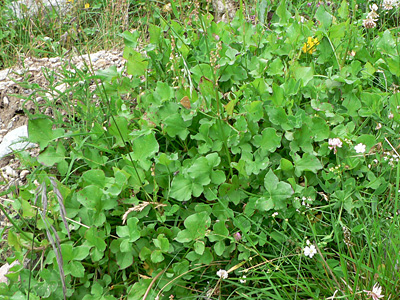 virgaureae-habitat