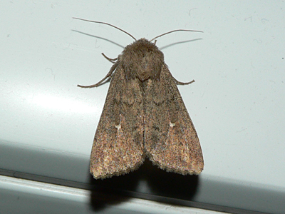 20120809_albipuncta