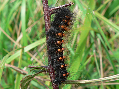 auricoma2