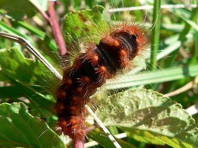 auricoma3
