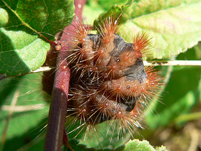 auricoma4