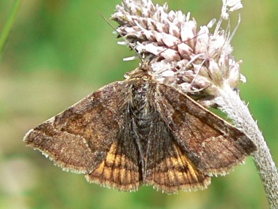 20120517_glyphica1
