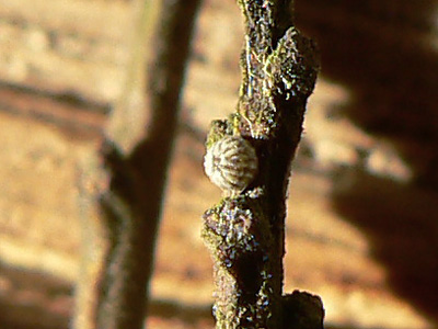 oxyacanthae1