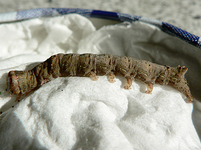oxyacanthae14
