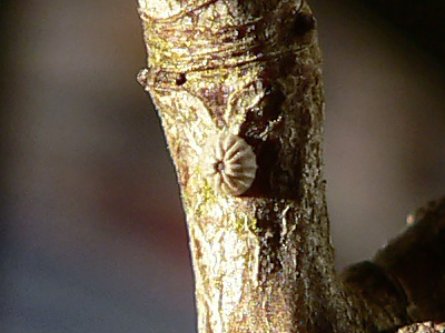 oxyacanthae2