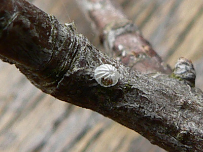 oxyacanthae6