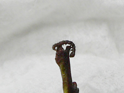 oxyacanthae8