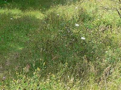 peltigera-habitat