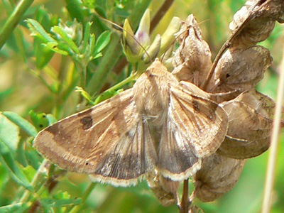 peltigera1