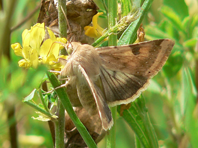 peltigera2
