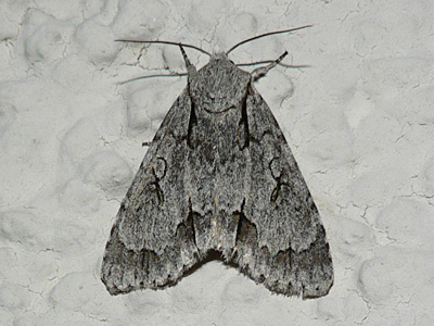 20120810_acronicta