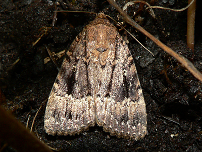 20120810_pyramidaea