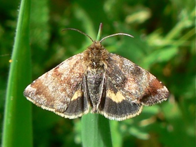 20120501_tenebrata2