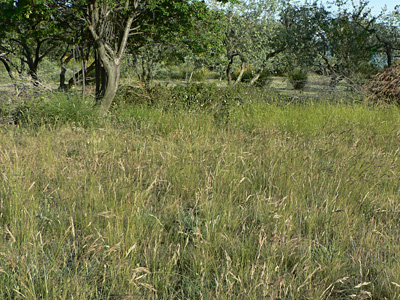20120606_trabealis2