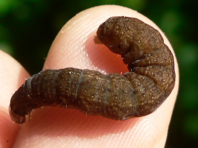 20110529_raupe2