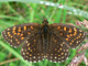 Baldrianschecken_ms2