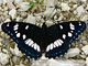 BlauschwEisvogel_ms2