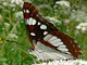 BlauschwEisvogel_ms2_