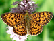 Braunfl_Perlmutter_ms2