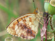 Brombeerperlmutter_ms2_