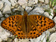 Feur_Perlmutter_ms2