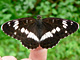 Kl_Eisvogel_ms2