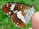 Kl_Eisvogel_ms2_