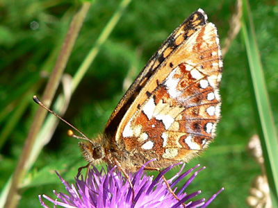20110626_aquilonaris2