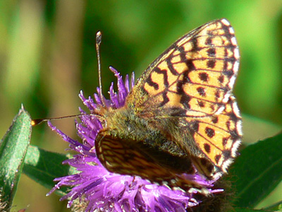 20110626_aquilonaris3