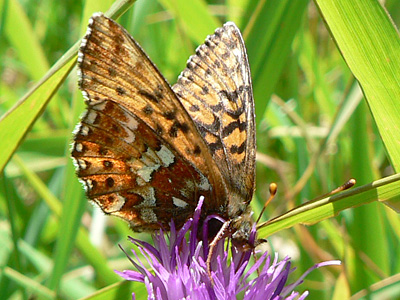 20110626_aquilonaris5