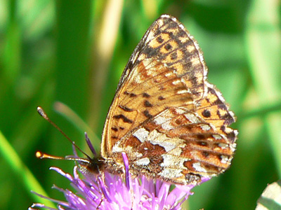 20110626_aquilonaris6