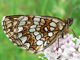 athalia_aurelia_ms2_