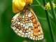 athalia_ms2_n
