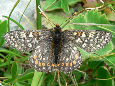 20110703_aurinia7
