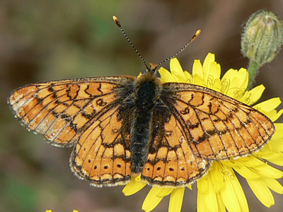aurinia08