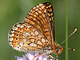 aurinia_ms2_