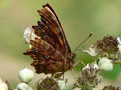 C-Falter24