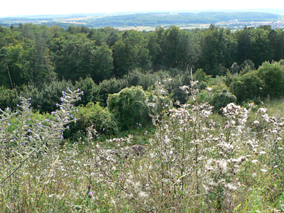 20120805_cardui2