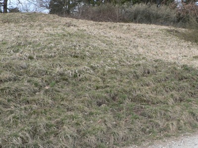 20120331_cinxia1