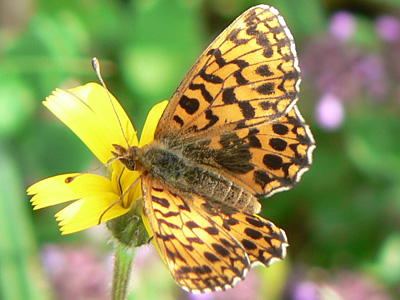 Magerrasenperlmutter15