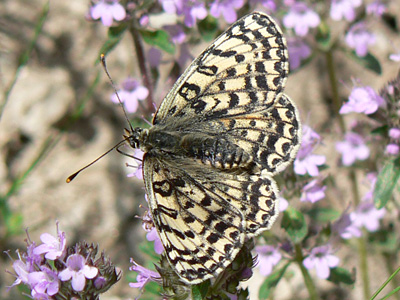 20110705_didyma3