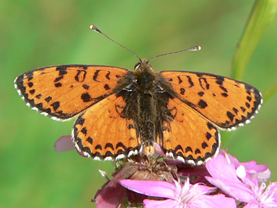 20110708_didyma4