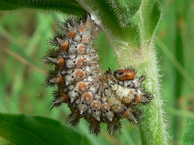 20120602_melitaea1