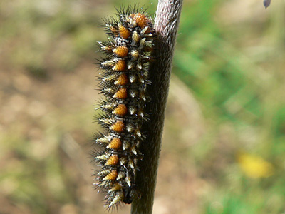 roterScheckenfalter13