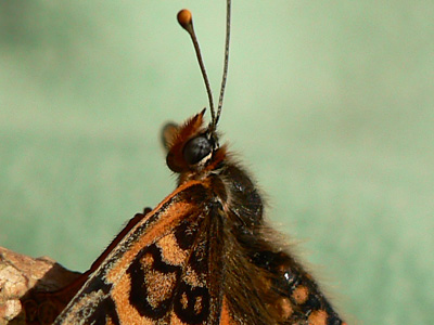 roterScheckenfalter20