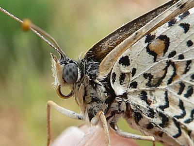 roterScheckenfalter9