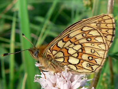 20110512_eunomia2