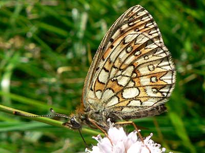 20110525_eunomia1
