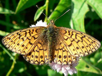 20110525_eunomia4